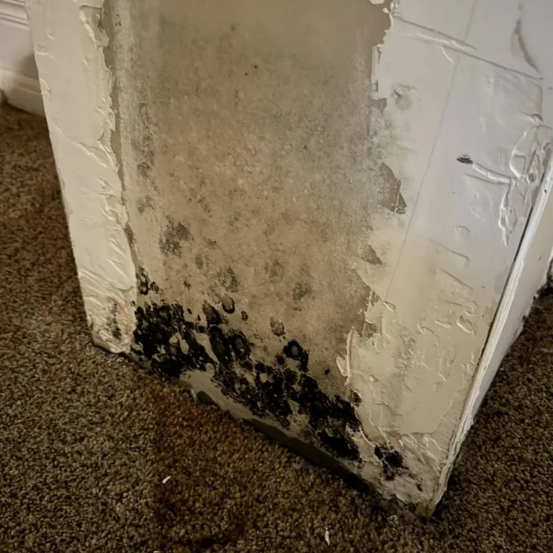 Professional Mold Removal in Bay, AR